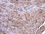 GBL Antibody in Immunohistochemistry (Paraffin) (IHC (P))