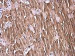 GBL Antibody in Immunohistochemistry (Paraffin) (IHC (P))