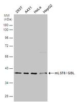 GBL Antibody in Western Blot (WB)