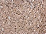 IPO5 Antibody in Immunohistochemistry (Paraffin) (IHC (P))