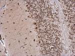 IPO5 Antibody in Immunohistochemistry (Paraffin) (IHC (P))