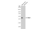 NKAP Antibody in Western Blot (WB)