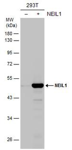 NEIL1 Antibody in Western Blot (WB)