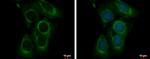 BITE Antibody in Immunocytochemistry (ICC/IF)