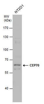 BITE Antibody in Western Blot (WB)