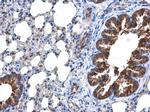 DOCK8 Antibody in Immunohistochemistry (Paraffin) (IHC (P))