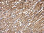 SNX25 Antibody in Immunohistochemistry (Paraffin) (IHC (P))