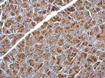 SNX25 Antibody in Immunohistochemistry (Paraffin) (IHC (P))