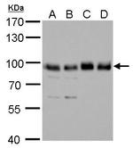 SNX25 Antibody in Western Blot (WB)