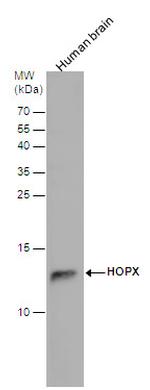 HOPX Antibody in Western Blot (WB)