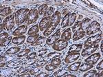 BBS4 Antibody in Immunohistochemistry (Paraffin) (IHC (P))