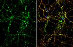 OTUB1 Antibody in Immunocytochemistry (ICC/IF)