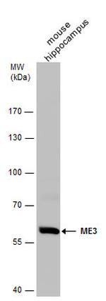 ME3 Antibody in Western Blot (WB)