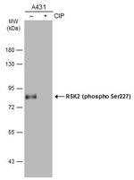 Phospho-RSK2 (Ser227) Antibody in Western Blot (WB)