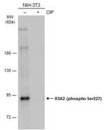 Phospho-RSK2 (Ser227) Antibody in Western Blot (WB)