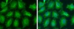 GNPDA2 Antibody in Immunocytochemistry (ICC/IF)