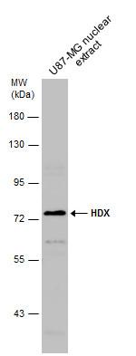 HDX Antibody in Western Blot (WB)