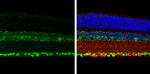 NeuN Antibody in Immunohistochemistry (Paraffin) (IHC (P))