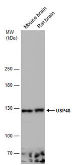 USP48 Antibody in Western Blot (WB)