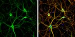 NLGN1 Antibody in Immunocytochemistry (ICC/IF)