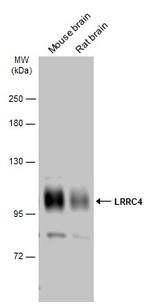 LRRC4 Antibody in Western Blot (WB)