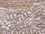 GPS1 Antibody in Immunohistochemistry (Paraffin) (IHC (P))