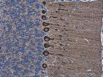 SHANK2 Antibody in Immunohistochemistry (Paraffin) (IHC (P))