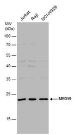 MED19 Antibody in Western Blot (WB)