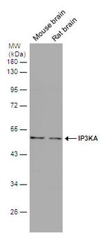 ITPKA Antibody in Western Blot (WB)