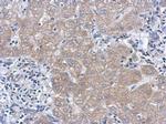 IL-27 p28 Antibody in Immunohistochemistry (Paraffin) (IHC (P))