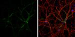 Neurofascin Antibody in Immunocytochemistry (ICC/IF)