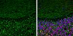 Neurofascin Antibody in Immunohistochemistry (Frozen) (IHC (F))