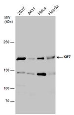 KIF7 Antibody in Western Blot (WB)