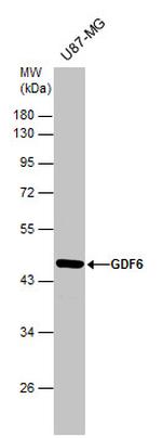 GDF6 Antibody in Western Blot (WB)