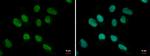 MEF2B Antibody in Immunocytochemistry (ICC/IF)