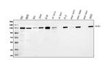 Bub1 Antibody in Western Blot (WB)