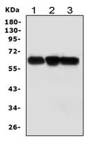 ABI1 Antibody in Western Blot (WB)