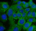 ABI1 Antibody in Immunocytochemistry (ICC/IF)