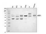 ABI1 Antibody in Western Blot (WB)