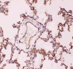 ACE Antibody in Immunohistochemistry (Paraffin) (IHC (P))