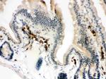 Actin Antibody in Immunohistochemistry (Paraffin) (IHC (P))