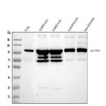 alpha Actinin 3 Antibody in Western Blot (WB)