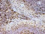 Adenosine Deaminase Antibody in Immunohistochemistry (Paraffin) (IHC (P))