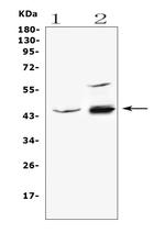 Adenosine Deaminase Antibody in Western Blot (WB)