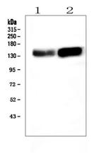 ADAMTS13 Antibody in Western Blot (WB)