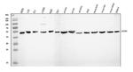 AGTR1 Antibody in Western Blot (WB)