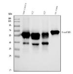 Fetuin A Antibody in Western Blot (WB)