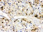 Fetuin A Antibody in Immunohistochemistry (Paraffin) (IHC (P))