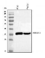 AKR1B10 Antibody in Western Blot (WB)