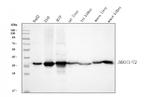 AKR1C1/AKR1C2 Antibody in Western Blot (WB)